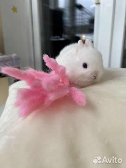 Карликовый, декоративный кролик