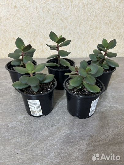 Толстянка (денежное дерево, крассула)