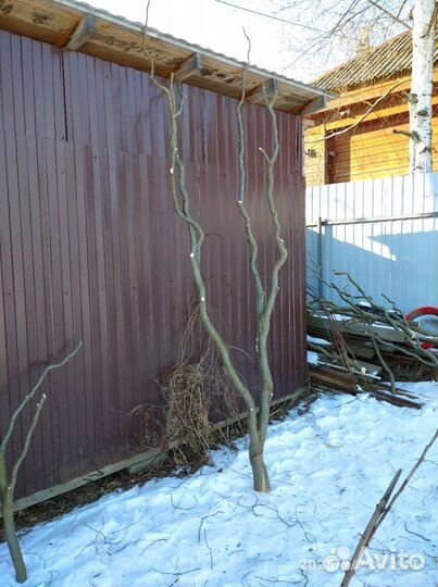 Ветви ивы для изготовления декоративных элементов