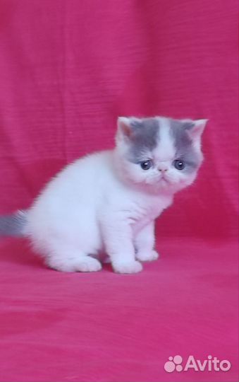 Элитные плюшевые котики