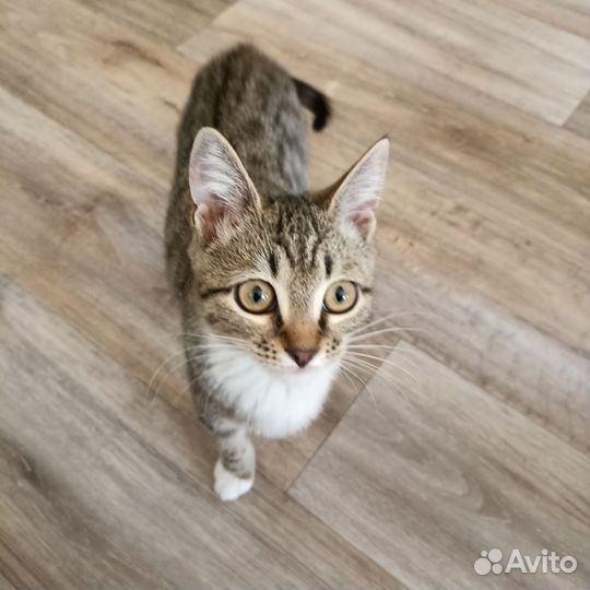 Котенок девочка