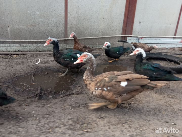Мускусные утки