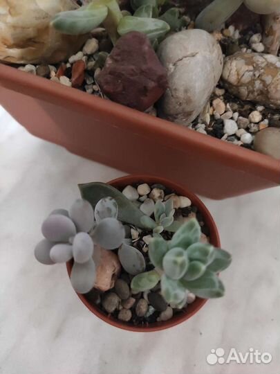 Гриновия, пахифитум, хавортия суккуленты