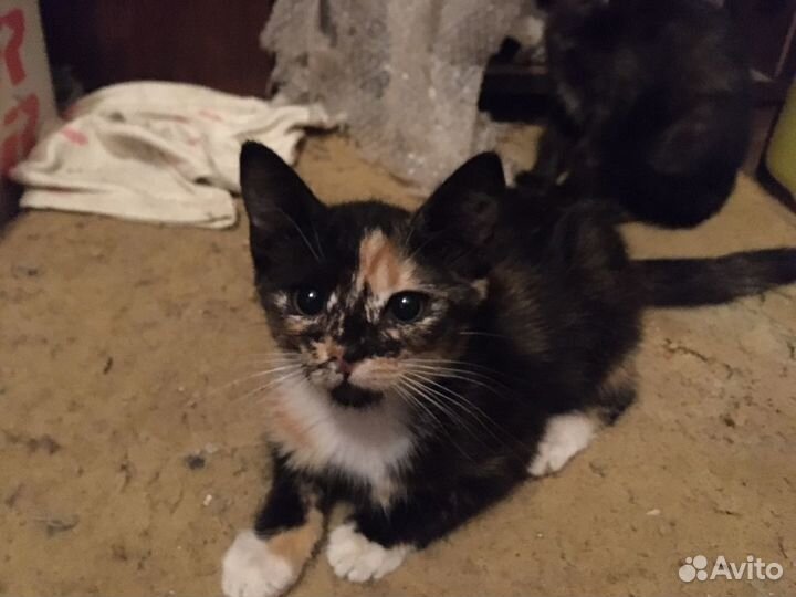 Котенок-девочка в добрые руки