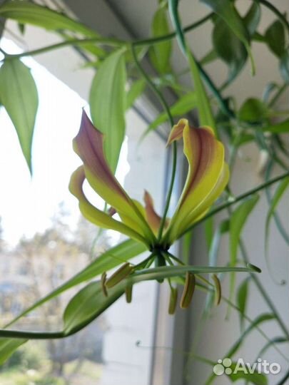 Глориоза Ротшильда