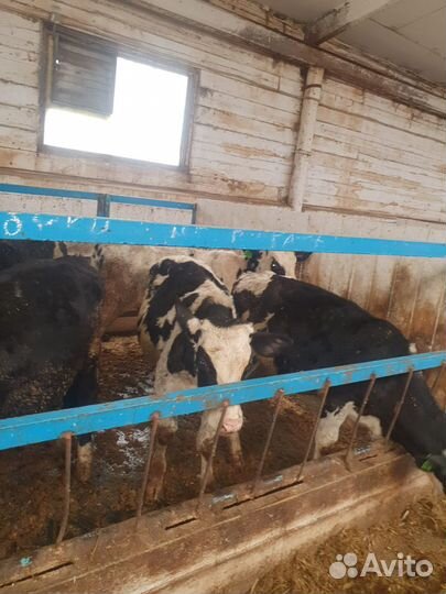 Телята бычки на откорм бесплатная доставка