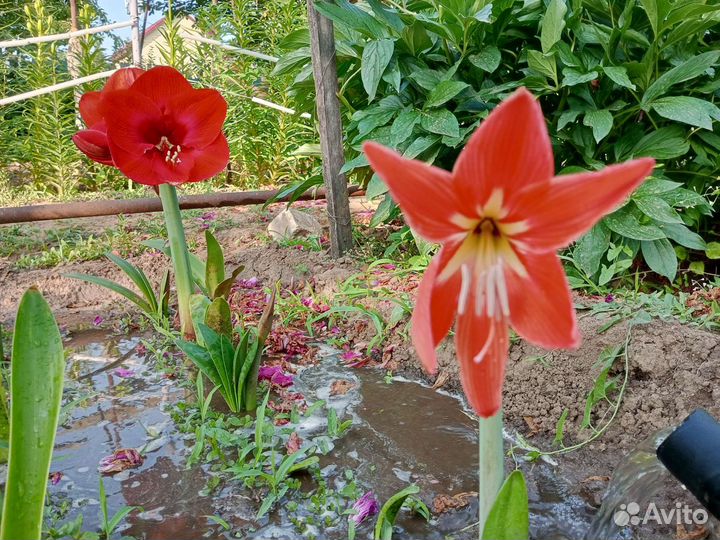 Гиппеаструм амариллис луковицы