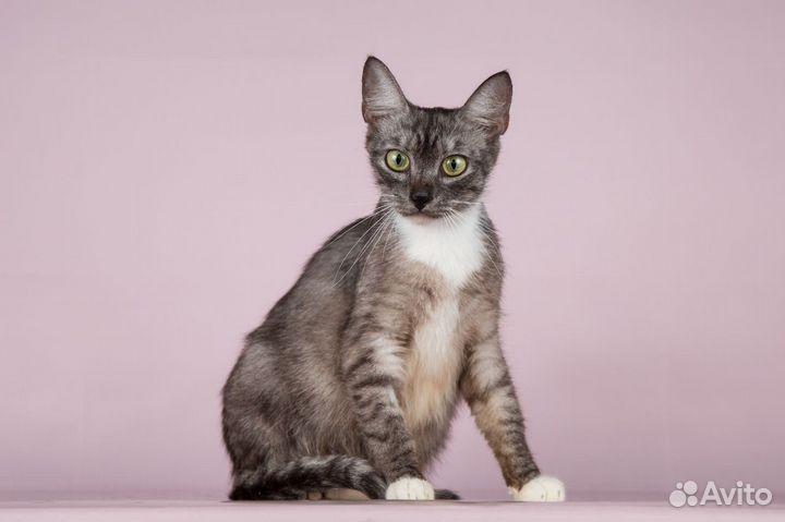 Осока ищет дом