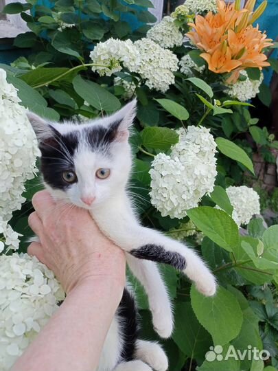 Котенок в добрые руки