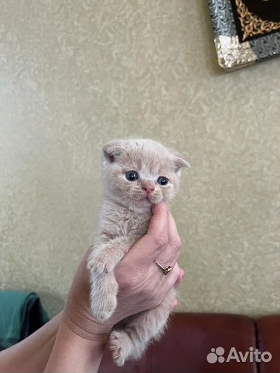 Котята Шотландские
