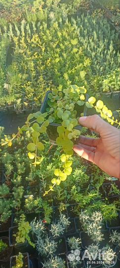 Вербейник монетчатый