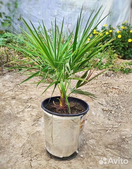 Трахикарпус