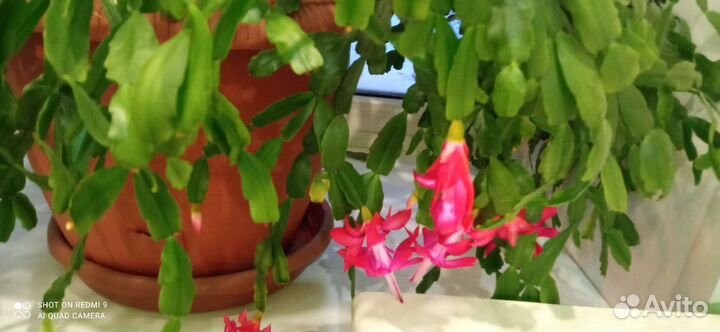 Декабрист шлюмбергера