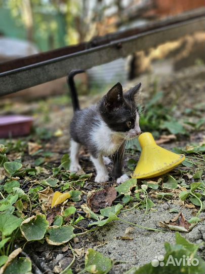 Котята черепахового окраса бесплатно