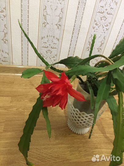 Комнатное растение.Эпифиллум