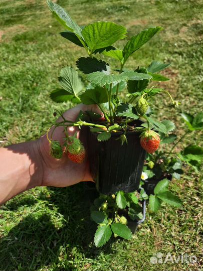Саженцы клубники Вима Рина