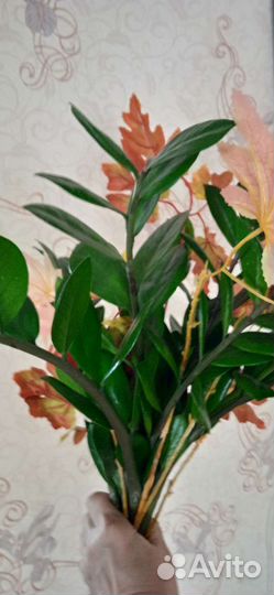 Замиокулькас