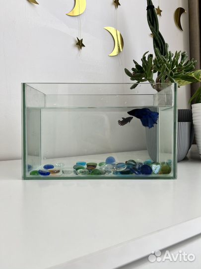 Аквариум с двумя рыбками петушок