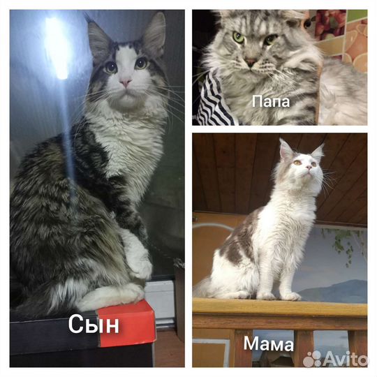 Кот на вязку