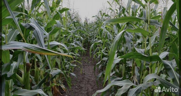 Кукуруза