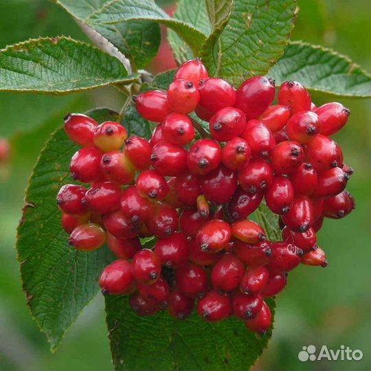 Калина ульгель