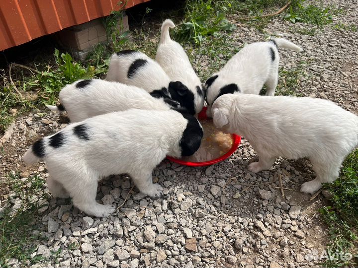 Маленькие собачки в добрые руки