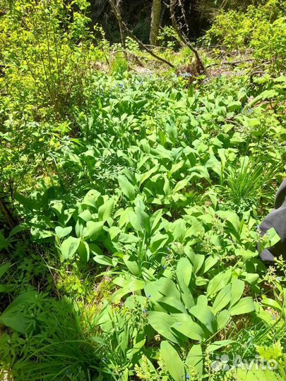 Черемша свежая под заказ