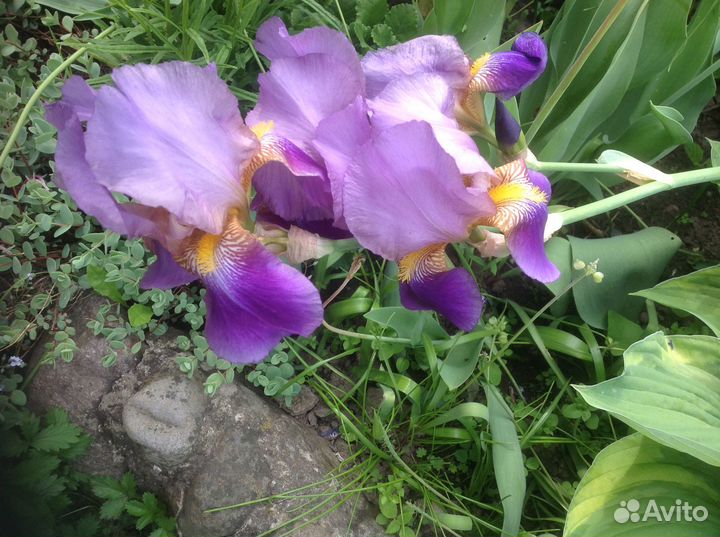 Ирисы бородавчатые