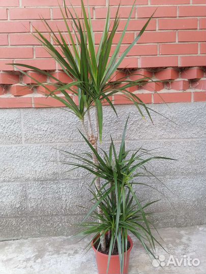 Драцена маргината 3 ствола