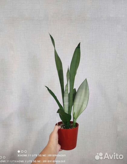 Сансевиерии разных сортов
