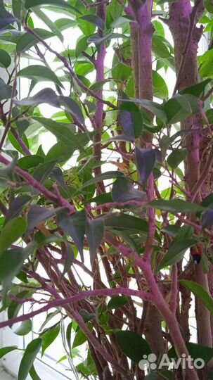 Фикус бенджамина