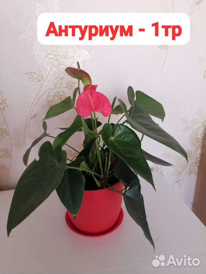 Комнатные цветы