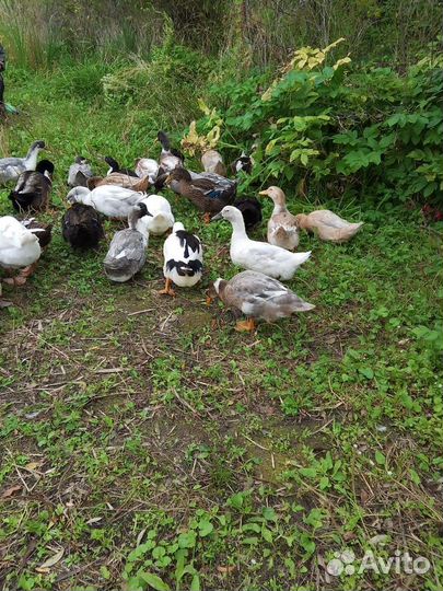 Утки домашние