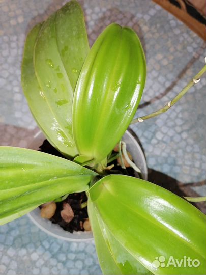 Орхидея фаленопсис