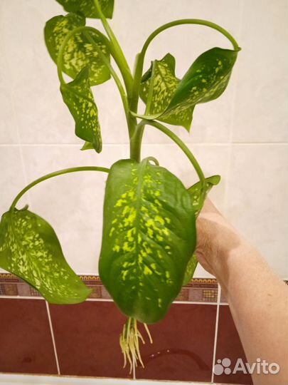 Диффенбахия