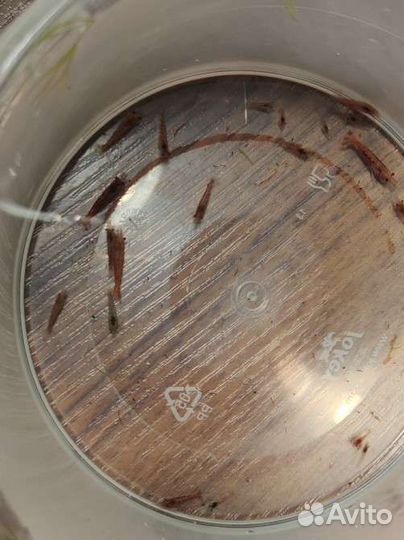 Креветки вишни