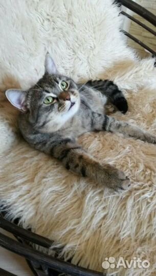 Котик в ответственную семью (пятнистый табби)