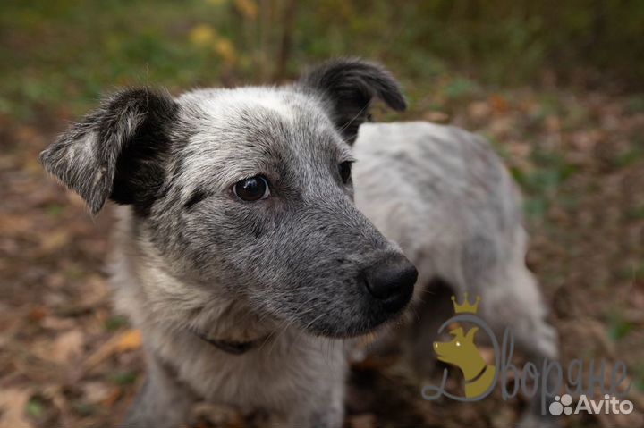 Застенчивый Вовка в самые добрые руки