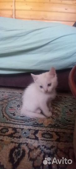 Турецкая ангора