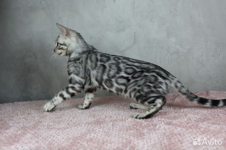 Серебрянный бенгал