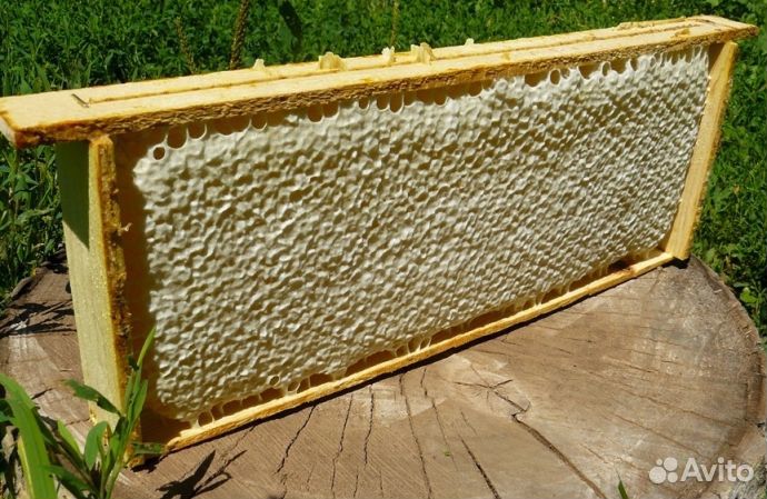 Мед натуральный алтайский оптом от 16 кг