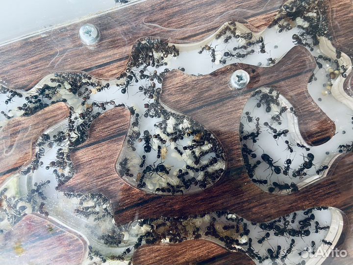 Муравьиная ферма с муравьями