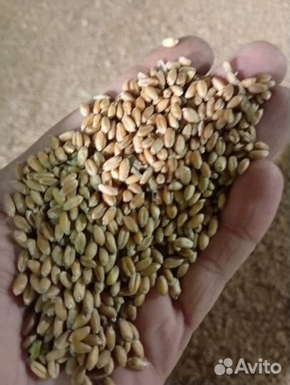 Пшеница мягкая