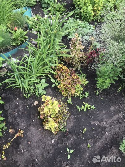 Колеусы вегетативные срезы