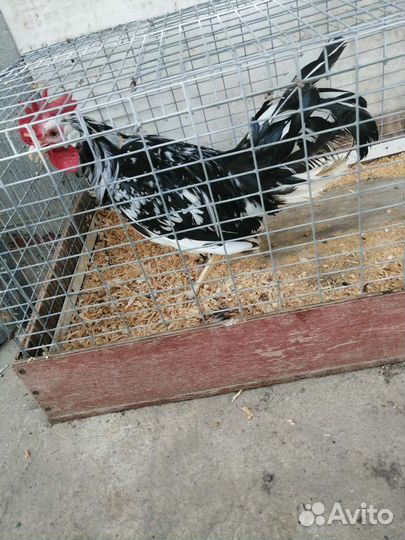 Петух Легорн долматинец