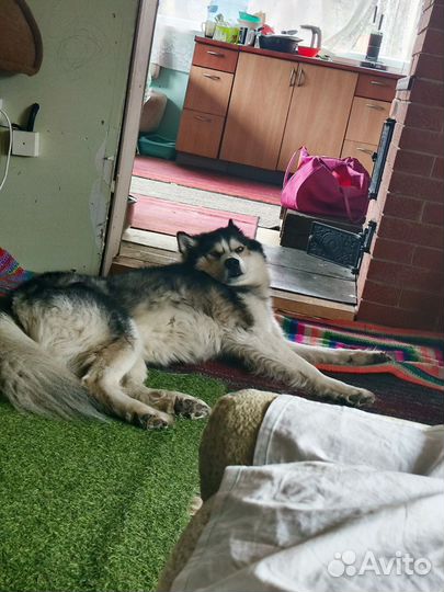 Собака отдам