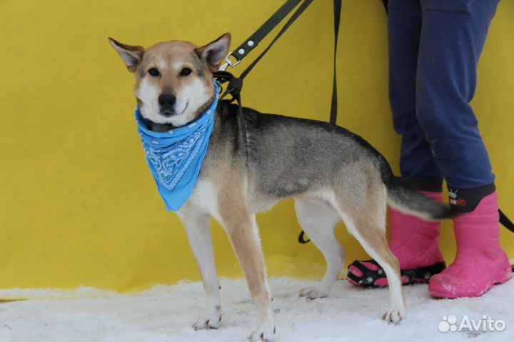 Ласковая молодая Кетрин просится домой,спасите ее