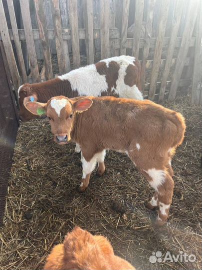 Отборные телята бычки быстрая доставка