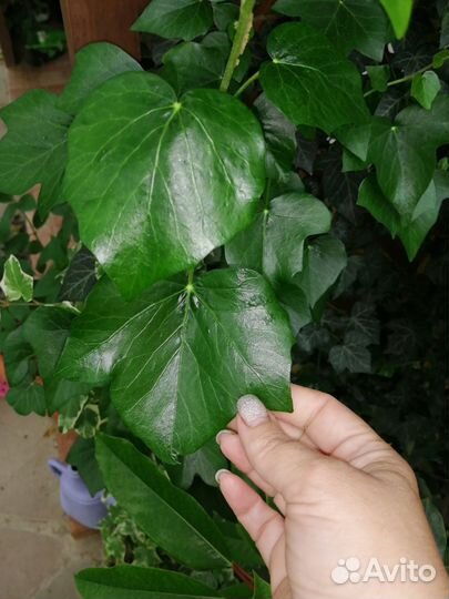 Плющи, лианы, осоки, садовые растения