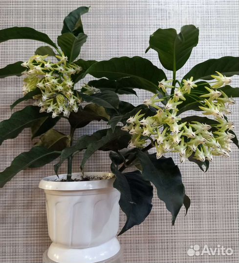 Хойи продажа